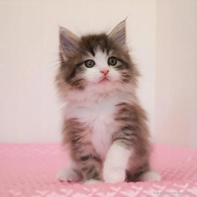 ID:2112-00462の子猫