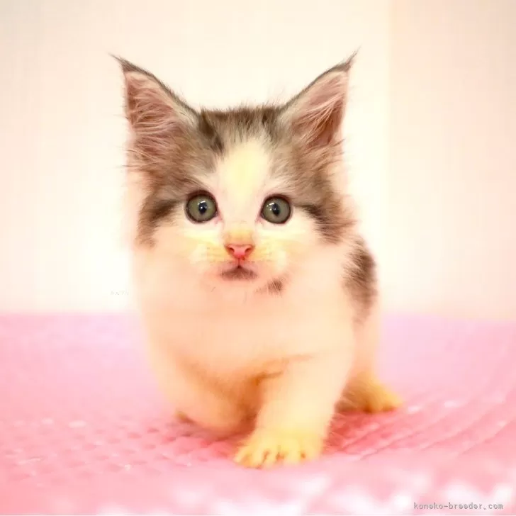 ID:2408-03087の子猫
