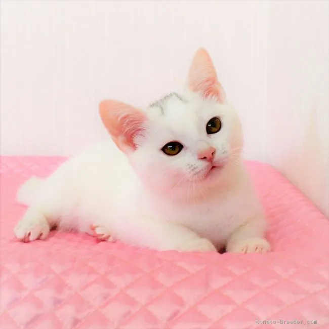 ID:1903-01092の子猫