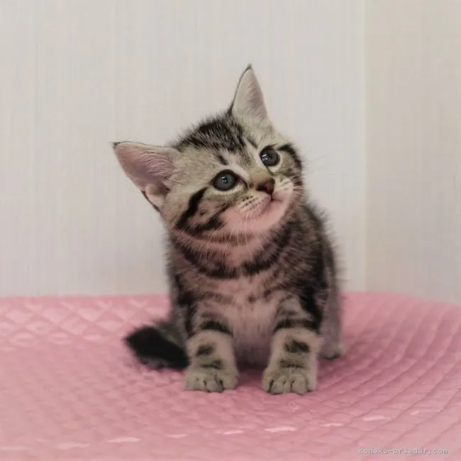 ID:1903-01091の子猫