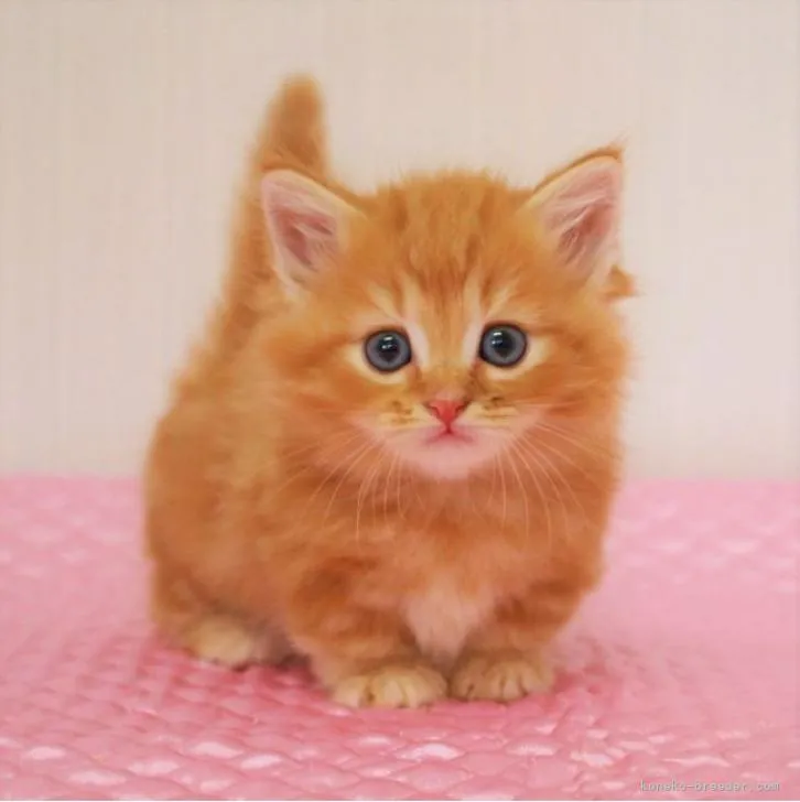 ID:2207-00925の子猫