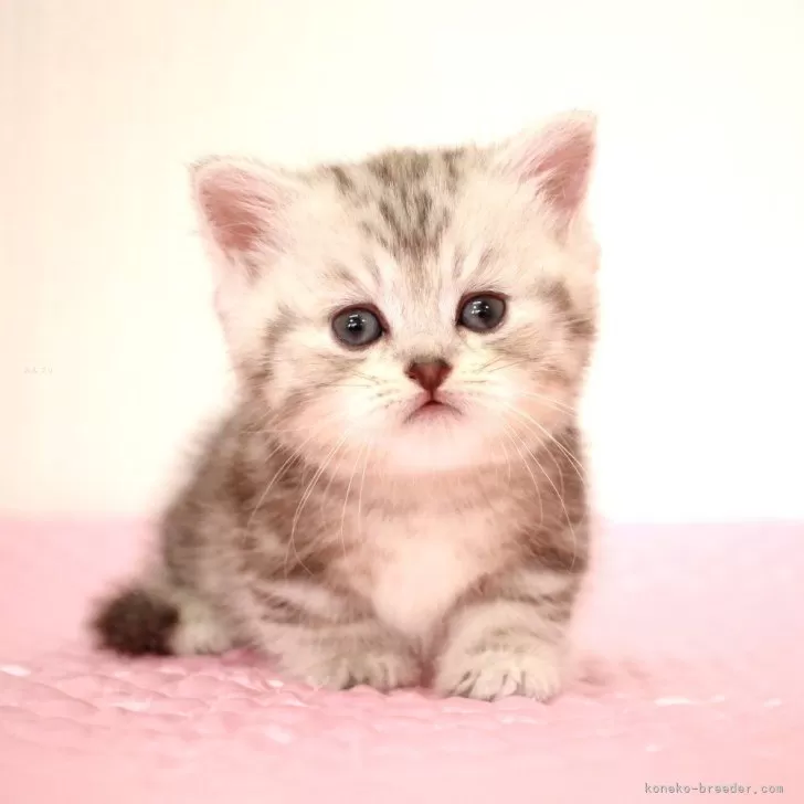 I.T 様のお迎えした子猫
