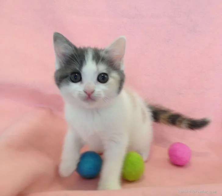 ひなたん 様のお迎えした子猫