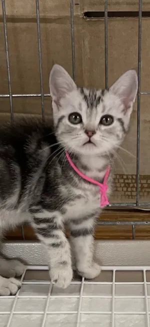 ID:2110-02013の子猫