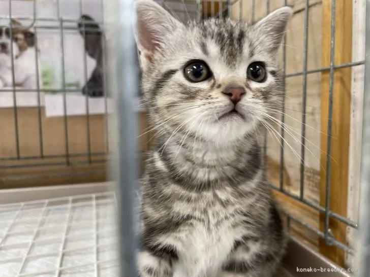 ID:2103-00770の子猫