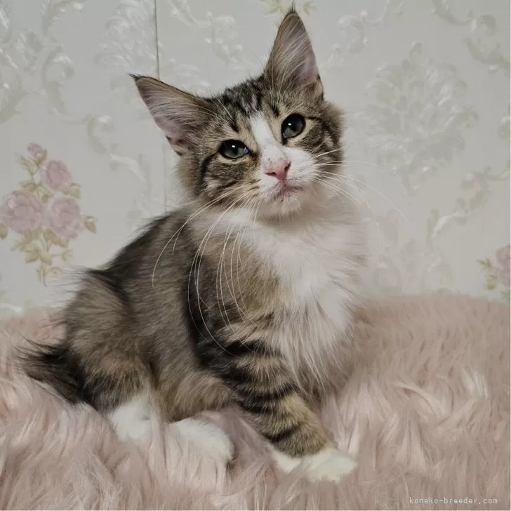 ID:2410-02617の子猫