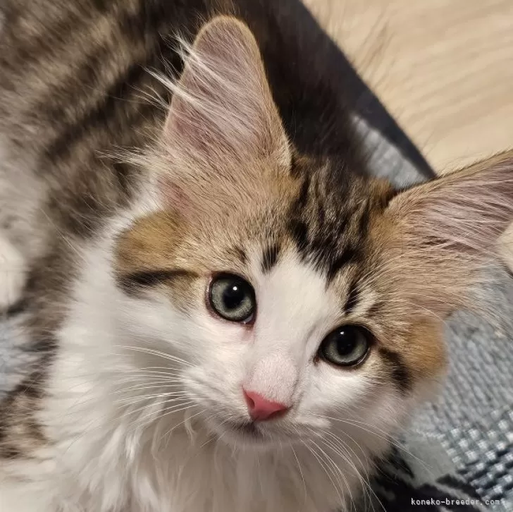 maru 様のお迎えした子猫