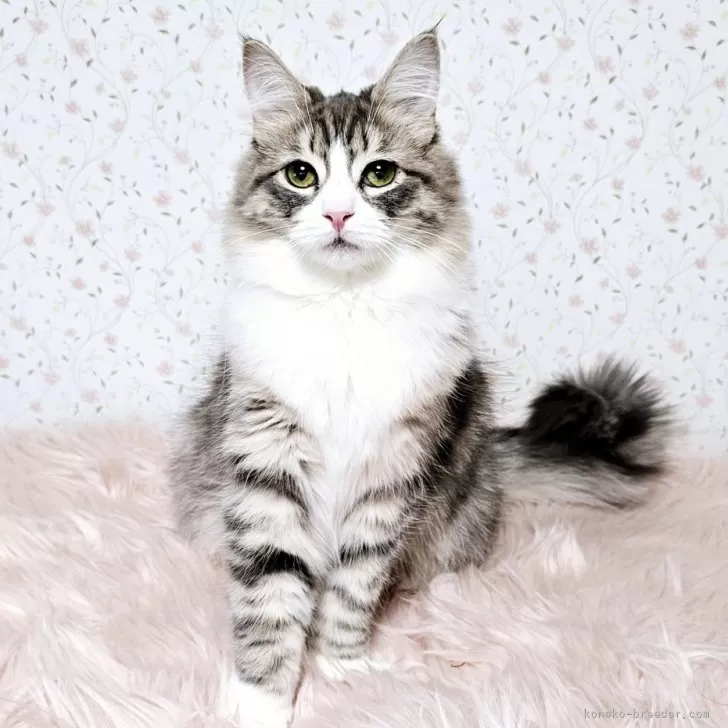 ID:2411-01909の子猫