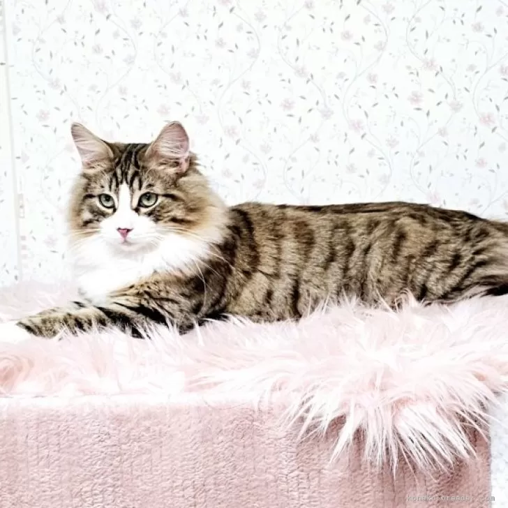 ID:2411-01903の子猫