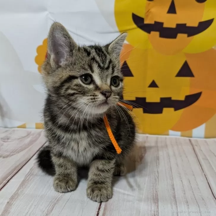 ID:2410-01639の子猫