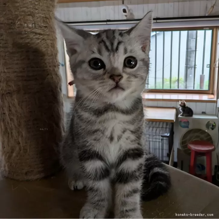 ID:2410-01613の子猫