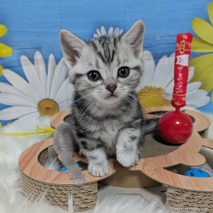 ID:2503-01045の子猫