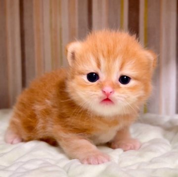 マンチカン【千葉県・男の子・2024年10月8日・レッドタビー（長毛（ロング））】の写真「♥両親遺伝子検査済み♥」