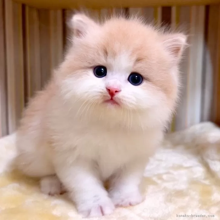 ID:2504-01503の子猫