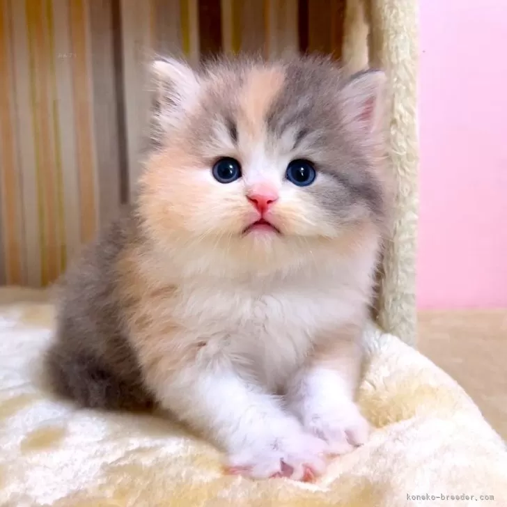 ID:2504-01501の子猫