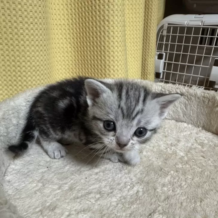 ID:2504-00775の子猫