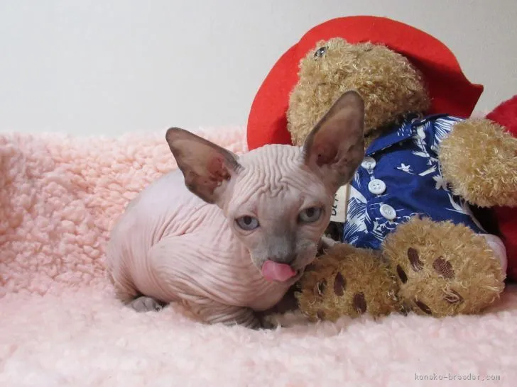 ID:2101-00105の子猫