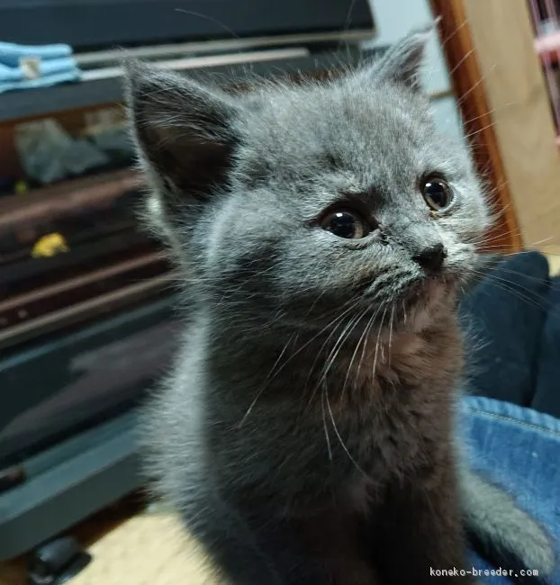 PAPA 様のお迎えした子猫