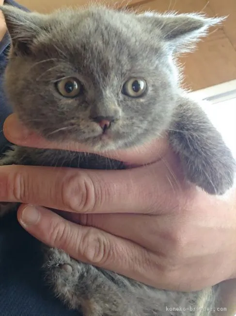 ID:2104-02392の子猫
