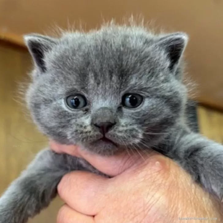 ID:2504-01395の子猫