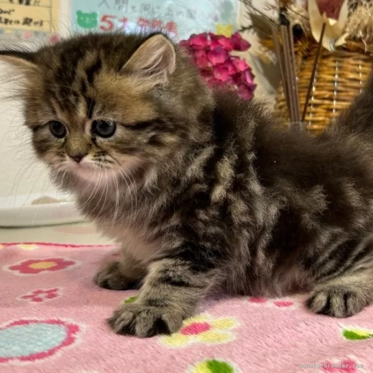 ID：2406-02688の子猫