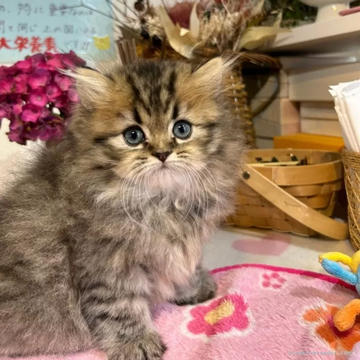 ID:2406-02686の子猫