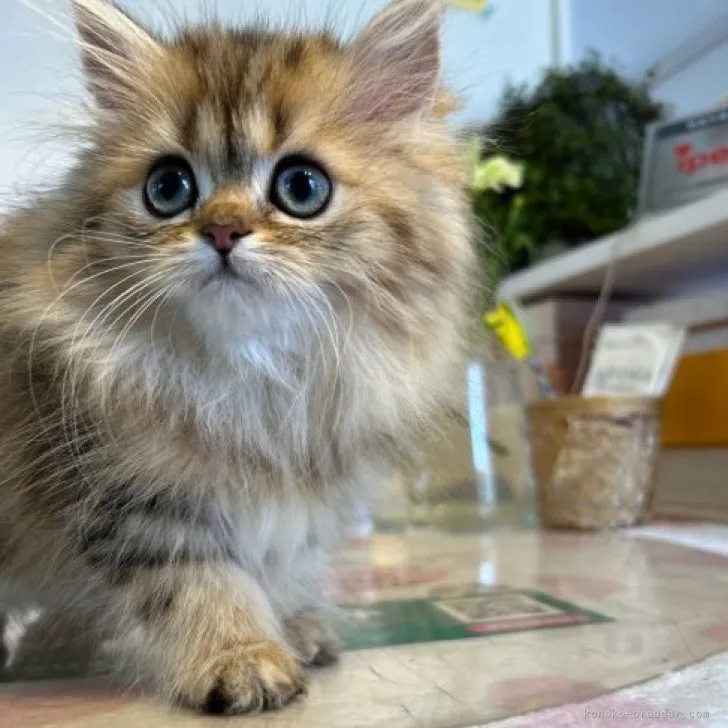 limi3183 様のお迎えした子猫