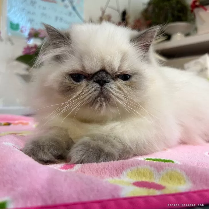 ID:2405-03275の子猫