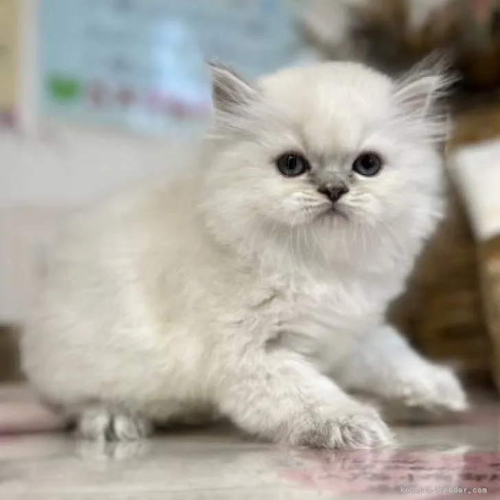 ID:2311-00302の子猫