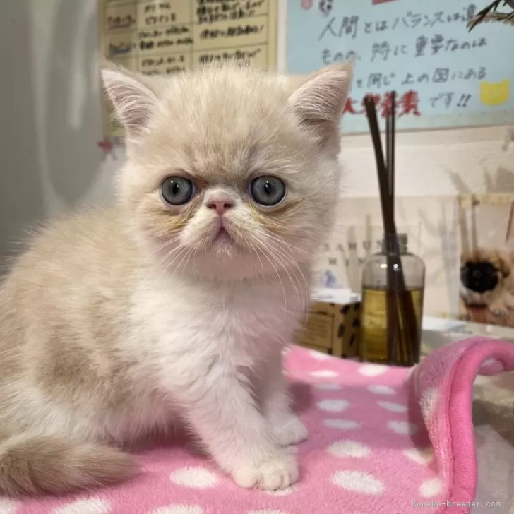 ID:2401-01600の子猫