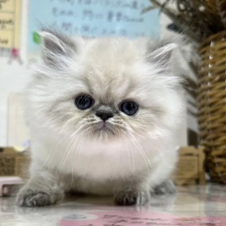 ID:2311-00303の子猫