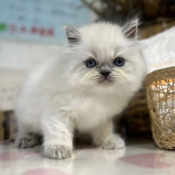 ID:2311-00301の子猫