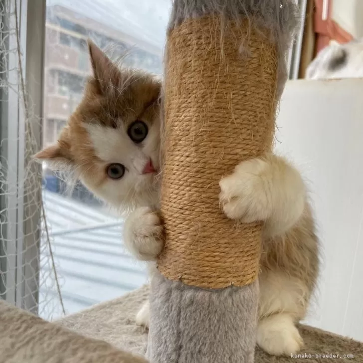 ID:2410-03351の子猫