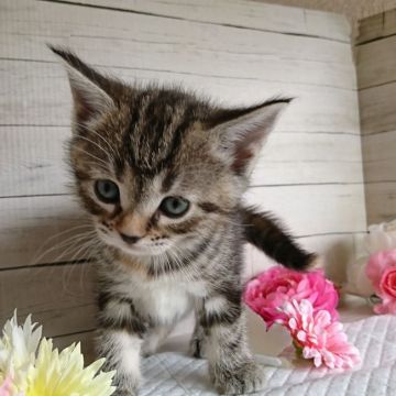 マンチカン(長足)【神奈川県・女の子・2019年3月11日・ブラウンパッチドタビー（短毛）】の写真「元気いっぱい❗人懐っこい子」