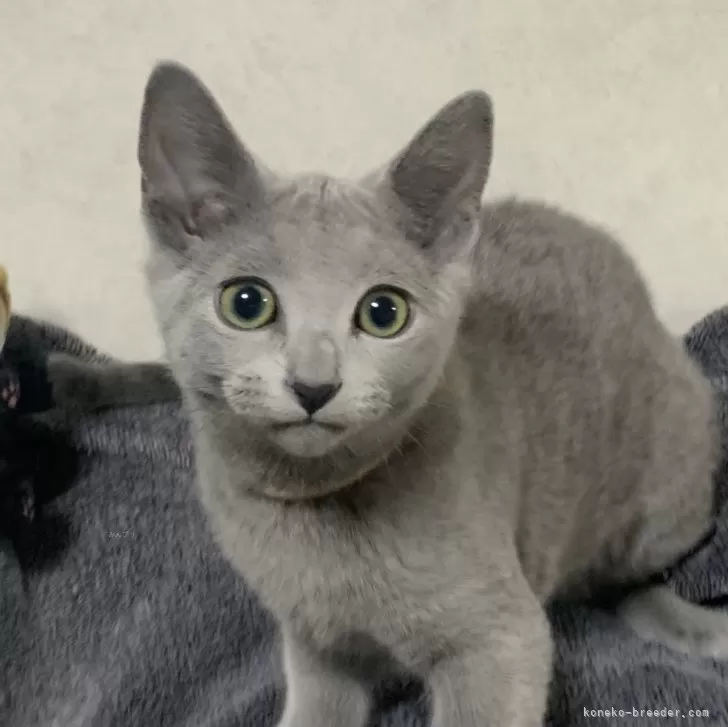 ID:2503-00458の子猫