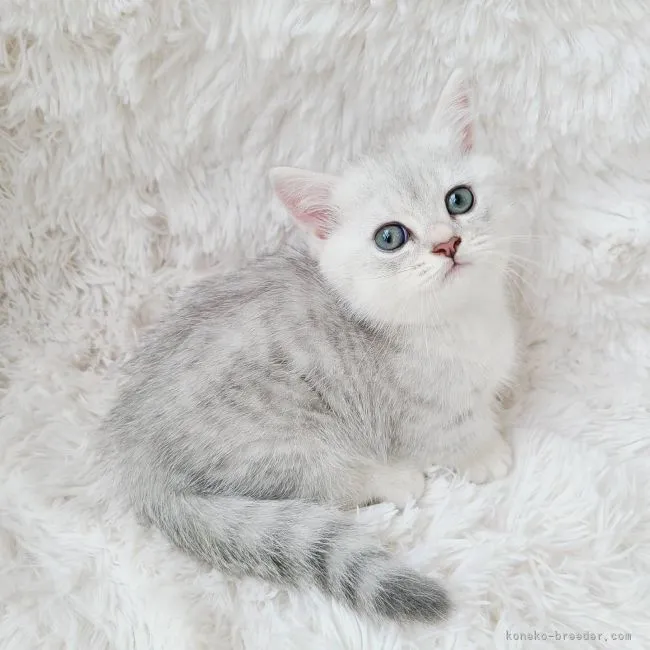 ID:2107-02066の子猫