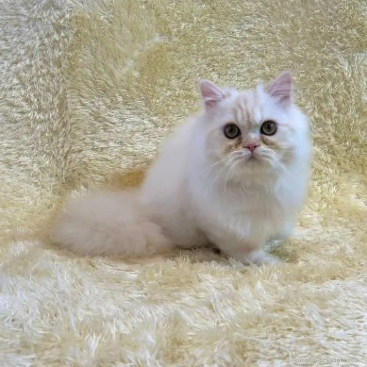 ID:2304-00319の子猫