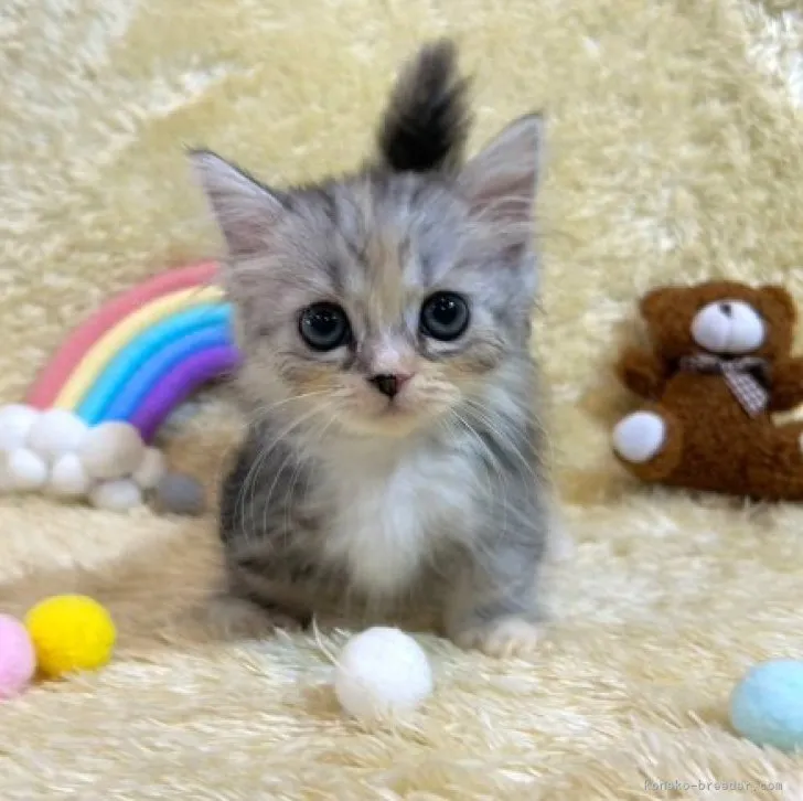 ID:2309-00557の子猫