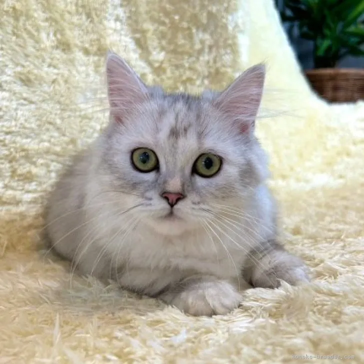 ID:2305-03450の子猫