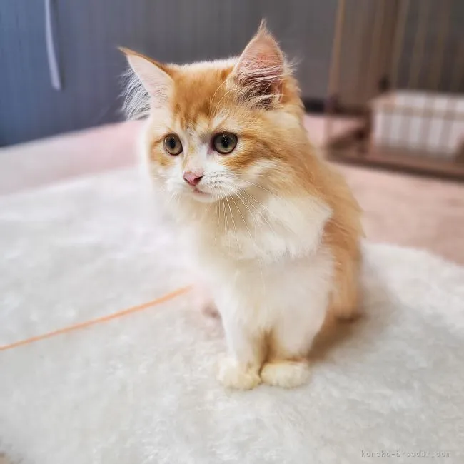 ID：2107-02185の子猫