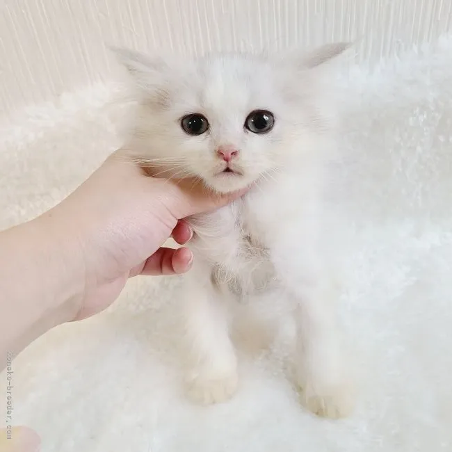 ID：2108-01785の子猫