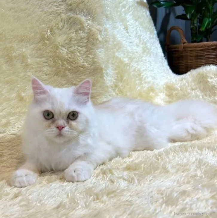 ID:2304-00326の子猫