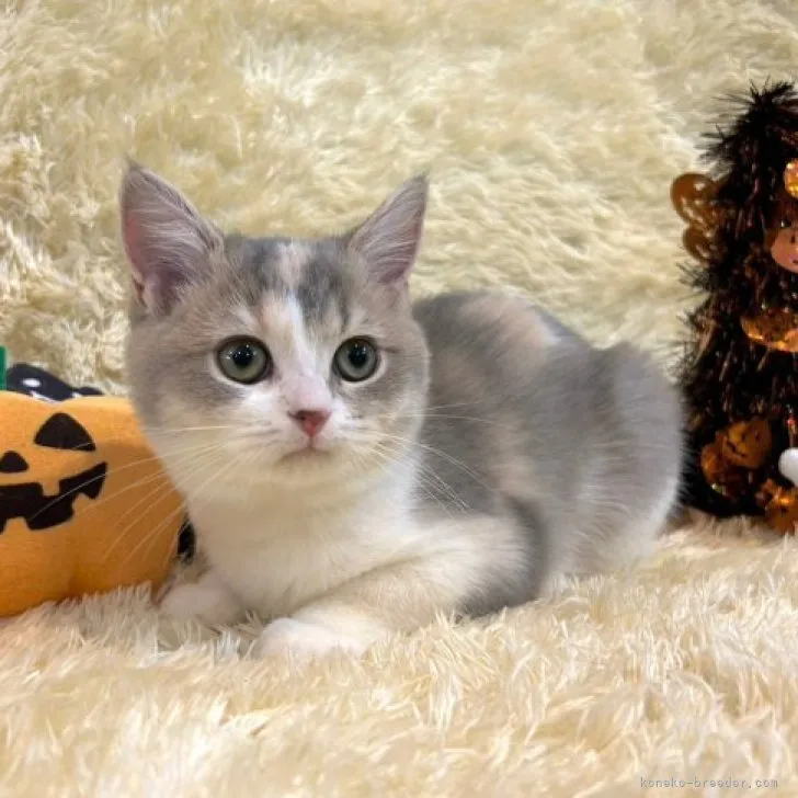 ID：2308-01586の子猫