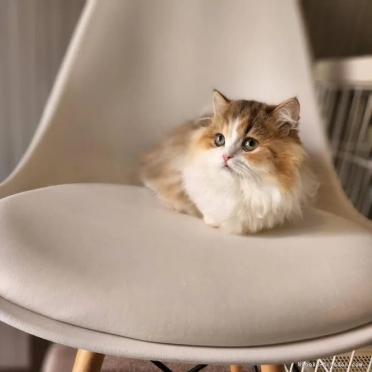ID:2207-02704の子猫