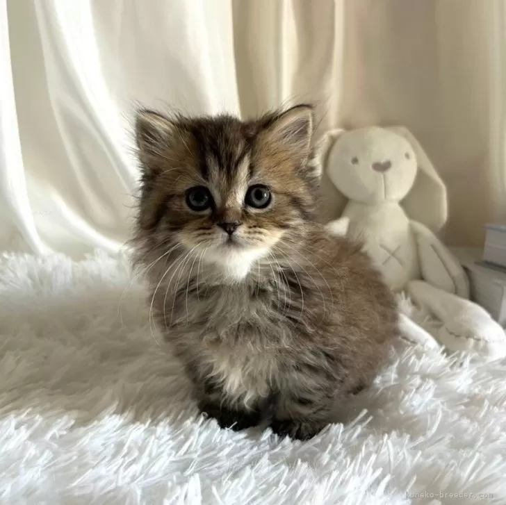 ID:2405-00265の子猫