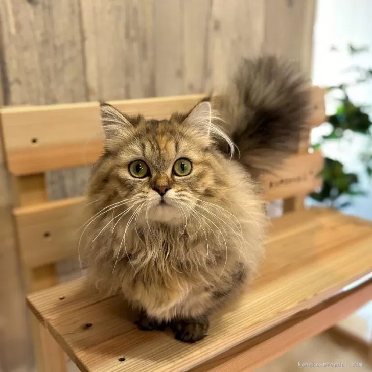 ID:2309-00424の子猫
