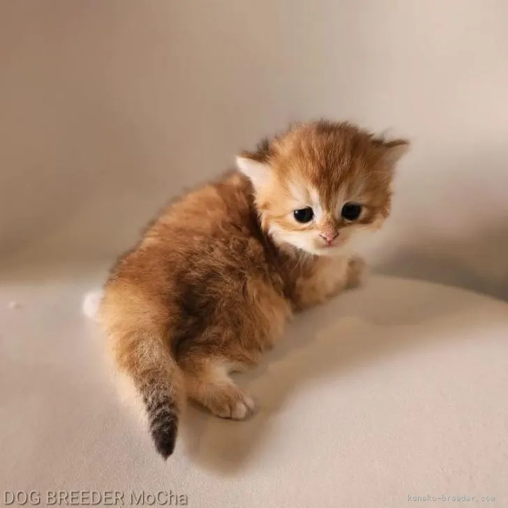 ID:2208-00011の子猫