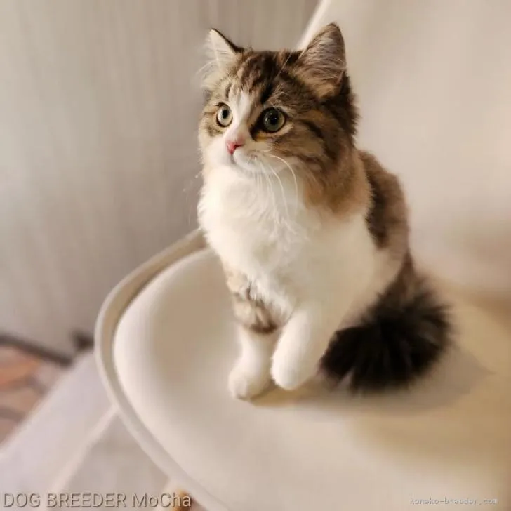 ID:2208-01953の子猫