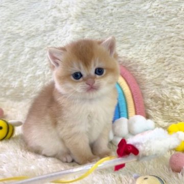 ブリティッシュショートヘア【千葉県・男の子・2023年3月9日・ゴールデン】の写真「まだまだ甘えん坊。かわいい赤ちゃんです。」