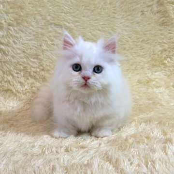マンチカン【千葉県・男の子・2023年4月1日・クリーム&ホワイト】の写真「人懐こく、優しい性格です。」